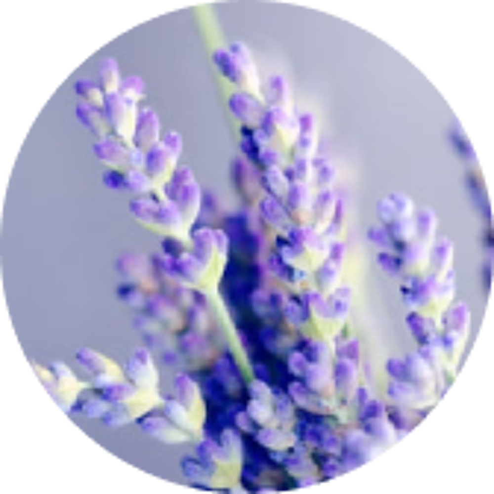 Anti-inflammatory; helps reduce itching, swelling, and redness.