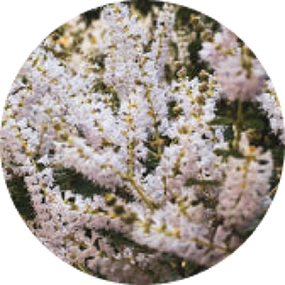 Anti-fungal, antimicrobial, and astringent; helps fight viral and fungal infections.