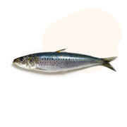 Sea-harvested wild sardine oil, a great source of omega-3 fatty acids, EPA and DHA to support healthy cells, skin and coat, joints, heart, brain, eyes and energy levels.