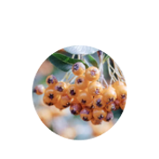 Loaded with antioxidants, vitamin C, and vitamin E; helps treat burns and wounds.