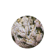 Anti-fungal, antimicrobial, and astringent; helps fight viral and fungal infections.