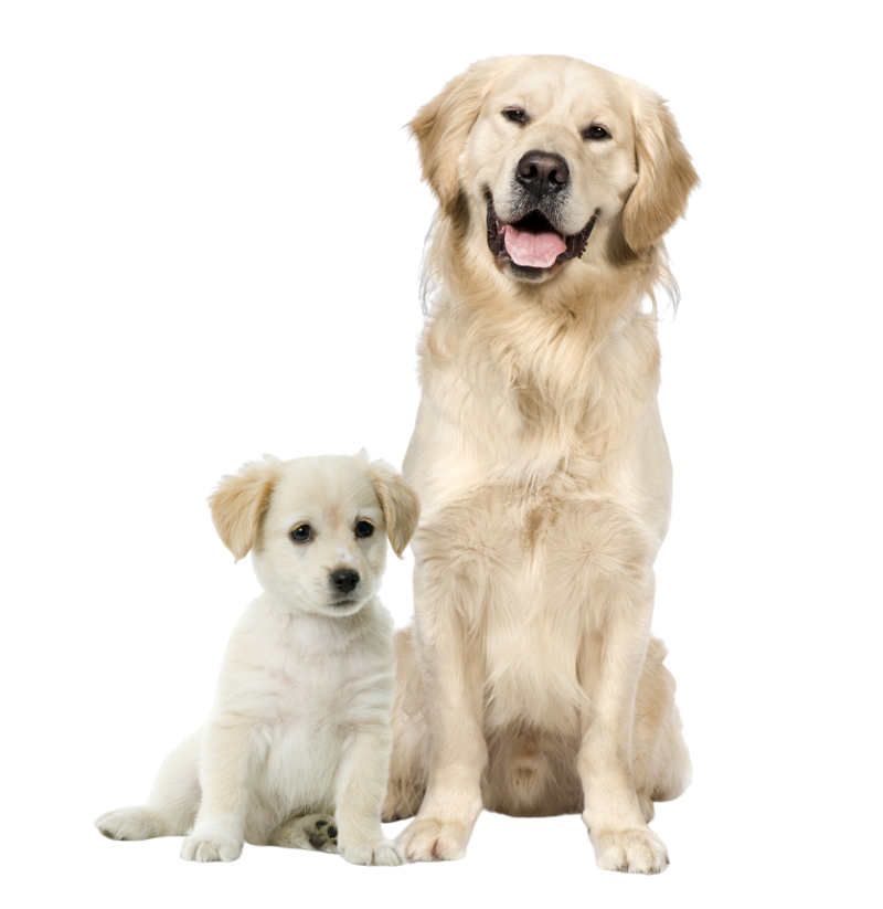 Fresh Dog Food Dubai