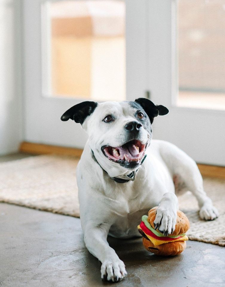 American classic dog sale toy