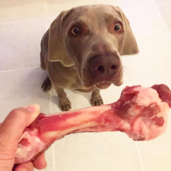 Grassfed Lamb Bones