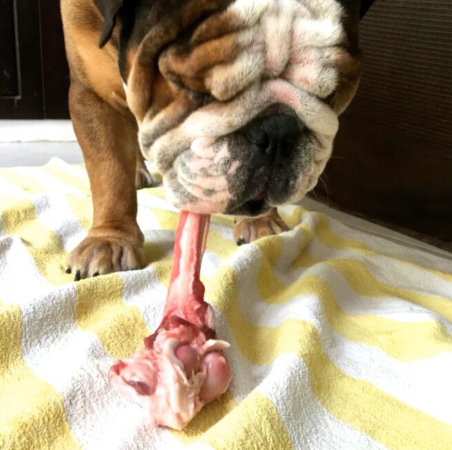 Dogs eat outlet lamb bones