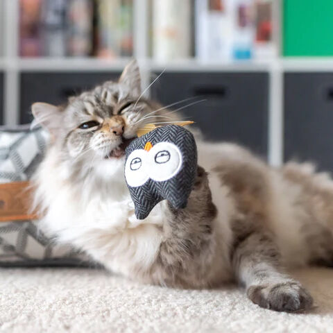 https://media.furchildpets.com/images/products/hooti-ful+owls+with+organic+catnip-dtajsf4rbf.jpg?w=600&h=600&org_if_sml=1&gravity=auto