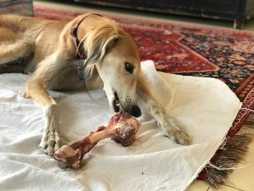 Dogs eating hot sale lamb bones