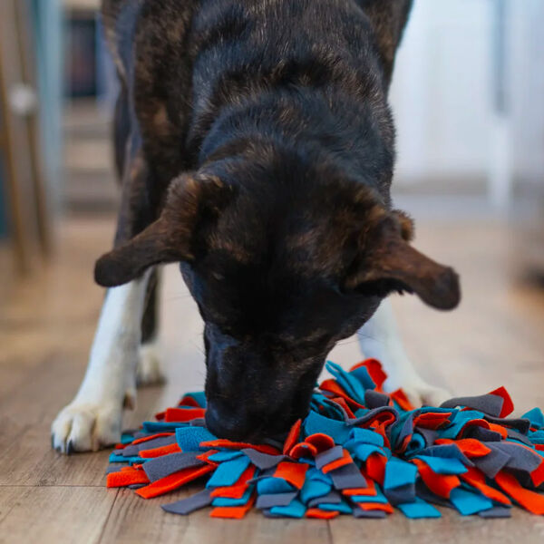 https://media.furchildpets.com/images/products/round+forage-snuffle+mat-yunfu19wzc.jpg?w=600&h=600&org_if_sml=1&gravity=auto