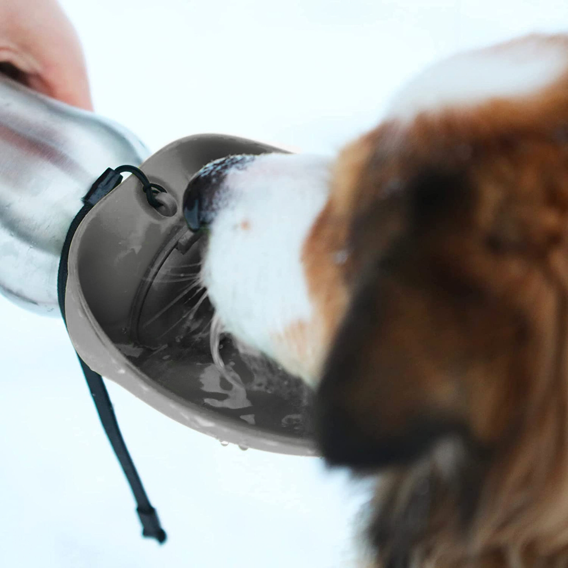 Dog flipping outlet bowl