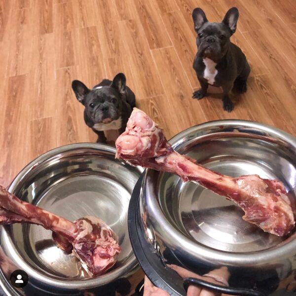 Feeding dog hotsell lamb bones