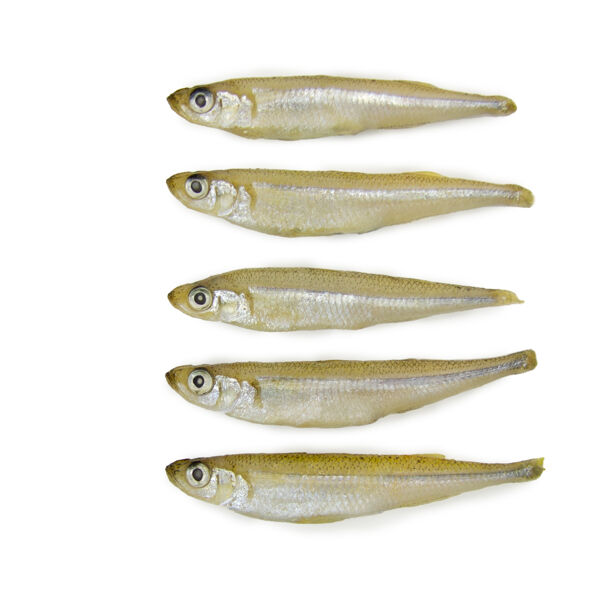 Wild Caught Raw Minnows for Dogs and Cats Online in UAE - Furchild