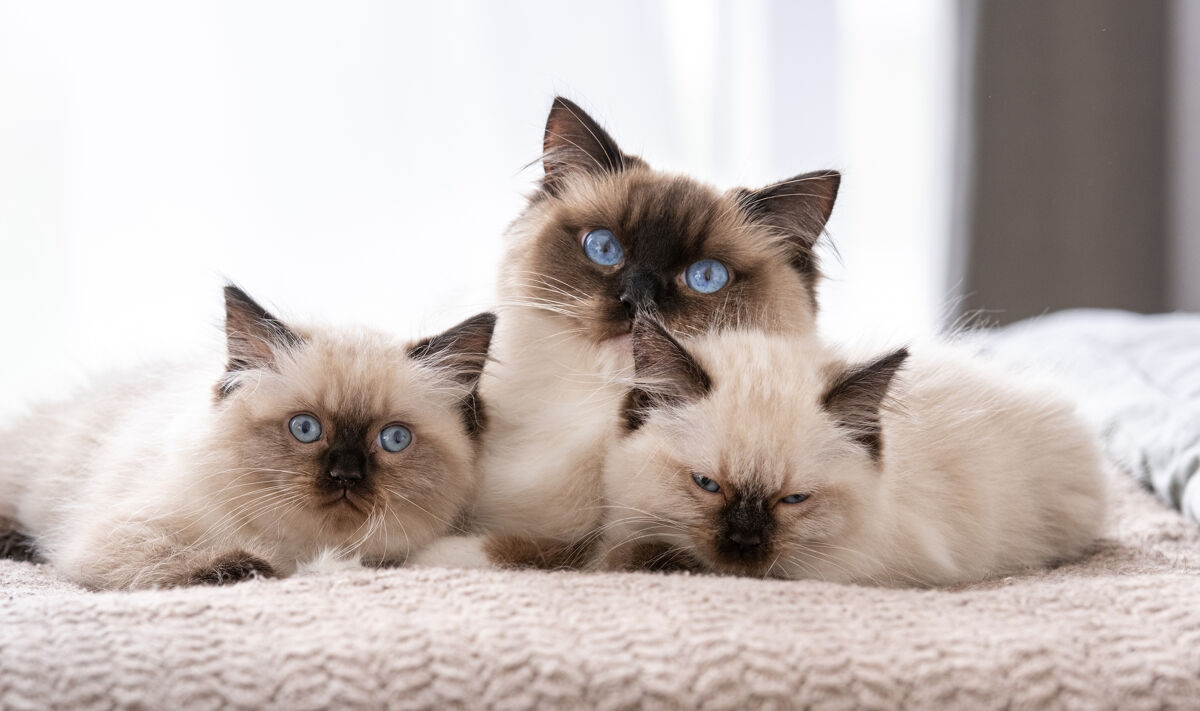 Cat Food Delivery