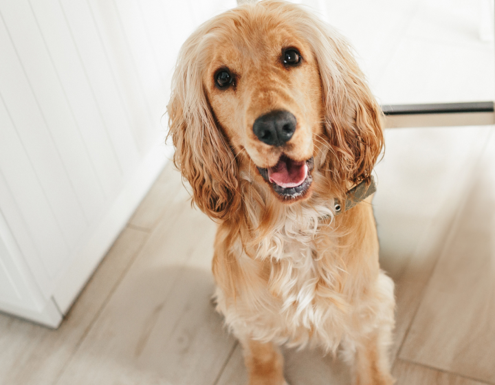 2. A HAPPIER, HEALTHIER DOG