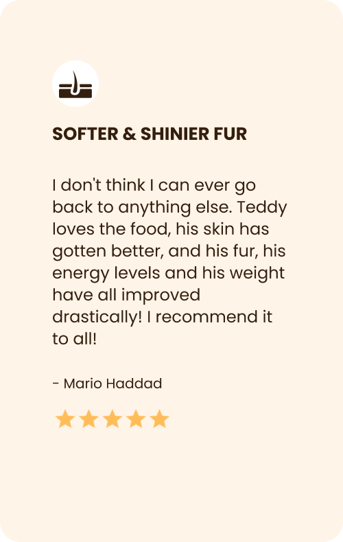 
                                Cat Food Review for Healthier Fur
