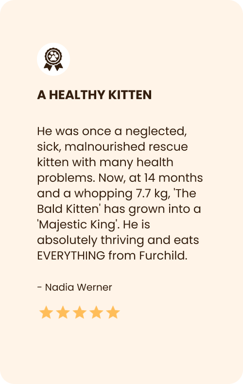 
                                Healthy Kitten Food Review