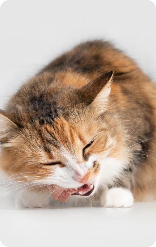 
                                Vibrant Cat with Fresh Cat Food