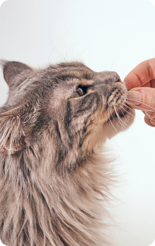 
                                Healthier Cat after Furchild Cat Food