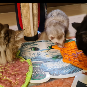 Alexandra Kleiber Sushi, Nox, & Soba & Udon (Ferret