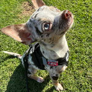 Alonso Perea Luna, Emma