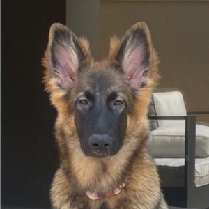 Amy Cummins Harley