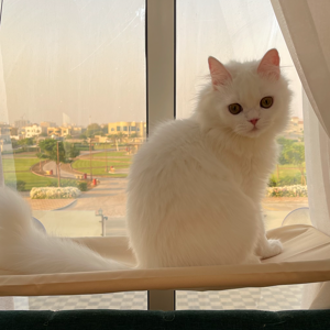 Fatima Alhosani Raphael