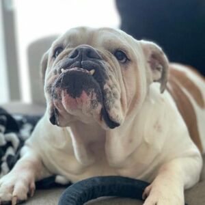 Ivy Scott Lola