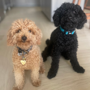 Julie McCombe Honey & Penn