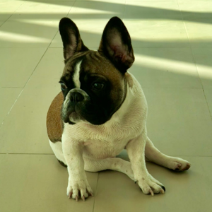 Kareem Elwy  Teddy