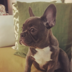Karen  Woodley Sir Barkley
