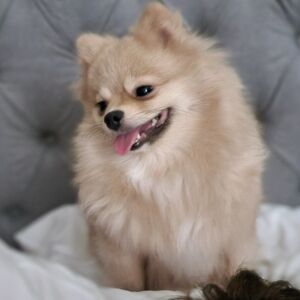 Kristine Joyce Coco, Cloud, Lola, Coco Chanel