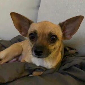 Lauren Bartmanis Chihua