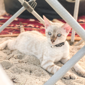 Maitha  Al Ali Snow & Simba