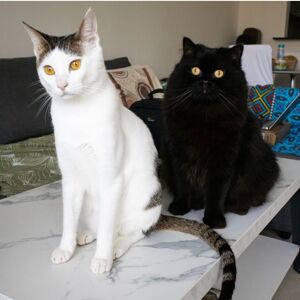 Marcel Prestle Odin & Loki
