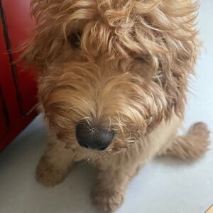 Mathieu Al Kharfan Goldie, Beau (Bo)