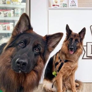 Omar Sweiss Jack and Bella