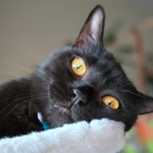 Parsha Joseph Coco, Mocha