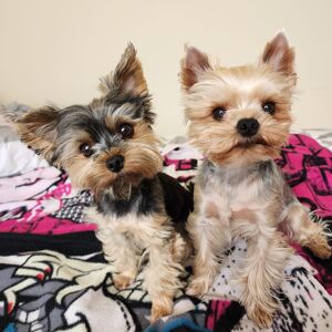 Pati Rooney Scooby & Murphy
