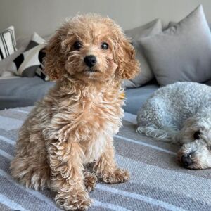 Reema Rahman Tiggy