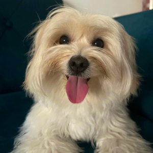 Ronald Villegas Luna