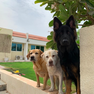 Sachin Laala Ethan, Leo and Pepper