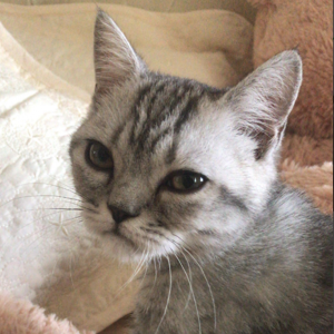 Sarah  Pasha Smokey & Furgus