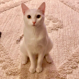 Sharon Yeller Lily Bean