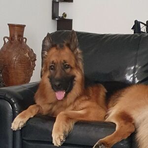 Sherley Varghese Draco