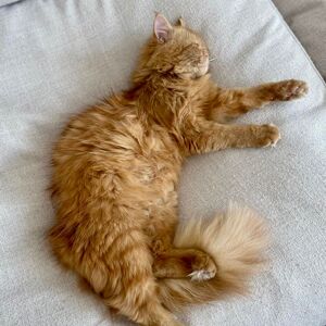 Sophie  Lejman Pumpkin, Apricot, and Sabrinka