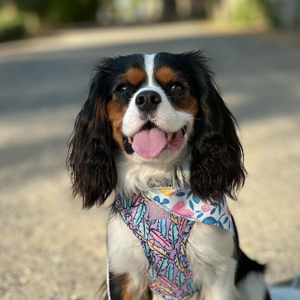 Victoria  Kirkwood Ralphie