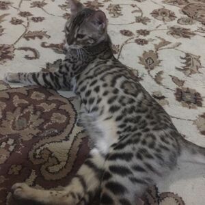 Younis  Al Falasi Bengal